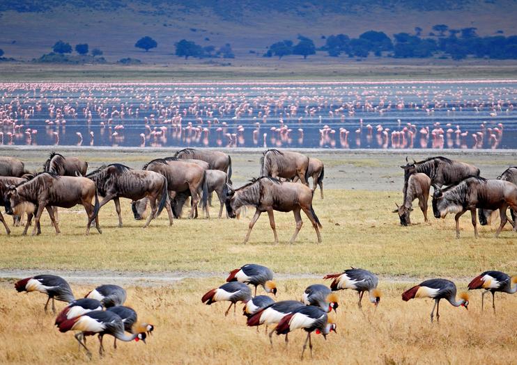 Lake Manyara National Park | Ngorongoro Crater | Tanzania Safari
