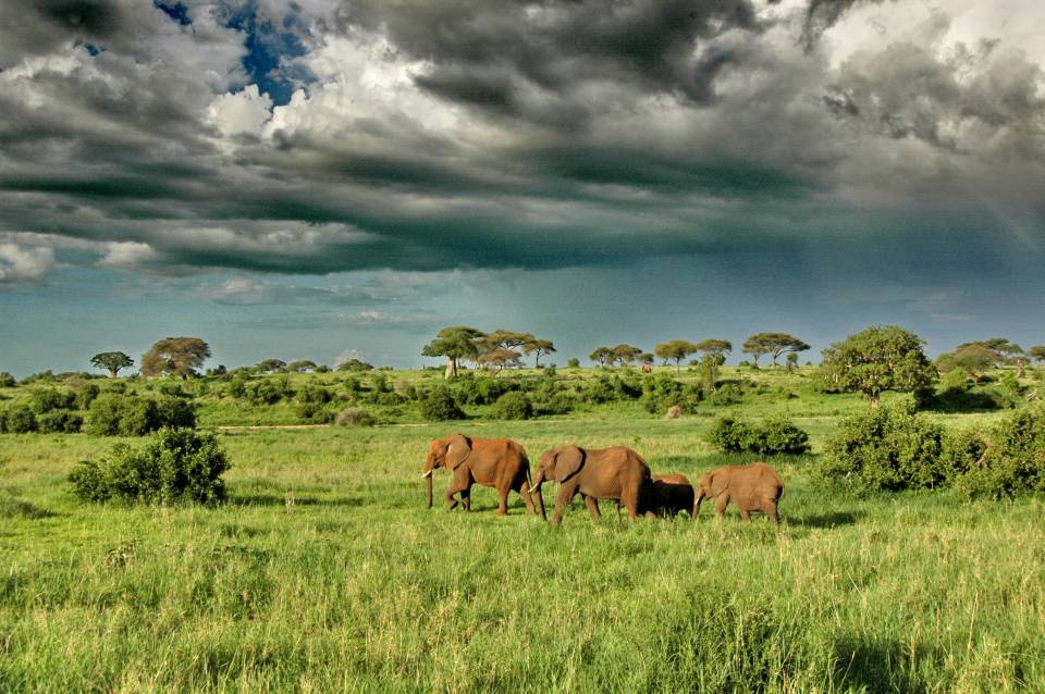 Tarangire, Lake Manyara & Ngorongoro crater | East African Jungle Safaris