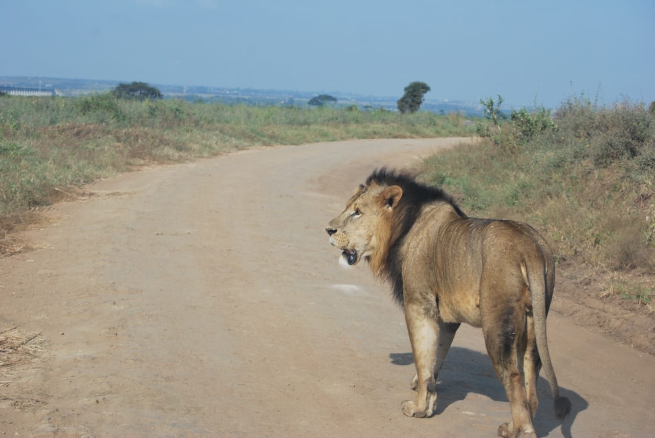 Nairobi Excursions Tours Kenya Day sightseeing Trips safaris attractions