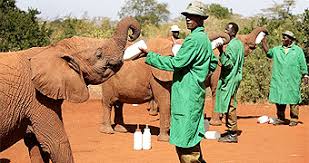 Daphne Sheldrick Elephant Orphanage Excursion