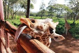 Giraffe Center & Karen Blixen Excursion
