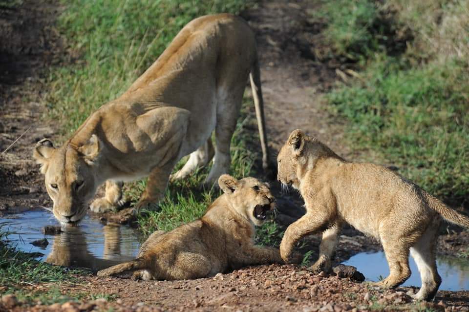 Masai mara and Lake Nakuru parks