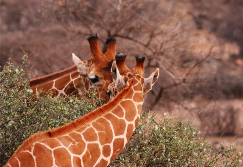 Samburu National Reserve in Kenya | Safari Travel Kenya