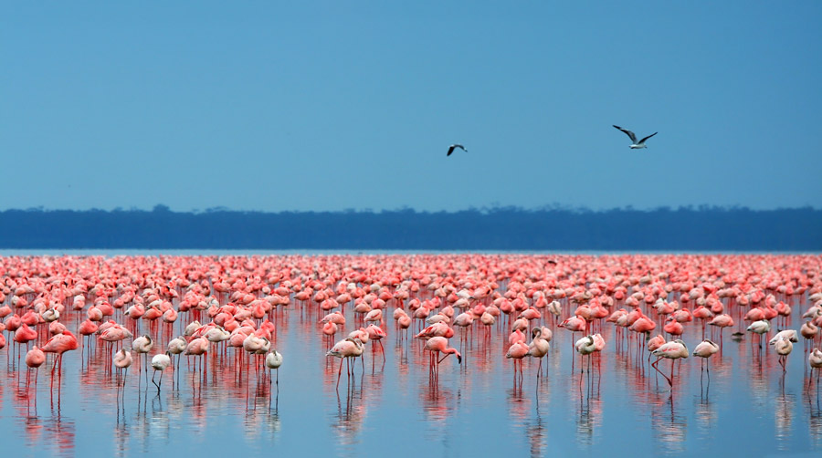 Lake Nakuru and Aberdare Camping Safari