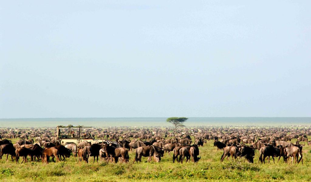 Kenya Family Safari
