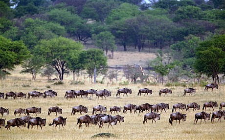 Wildbeest Migration Safari Kenya